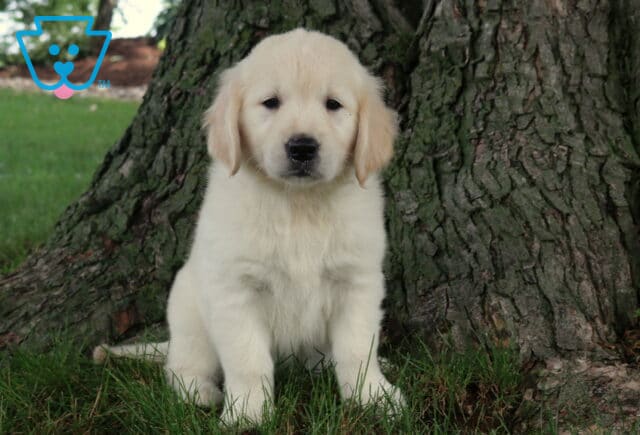Remi Golden image
