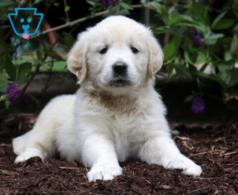 Remi Golden2