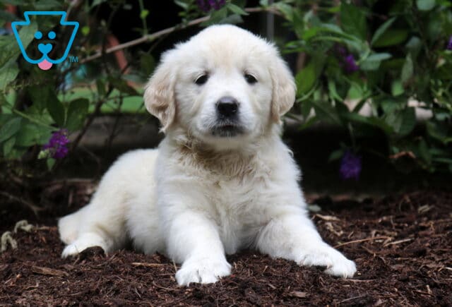 Remi Golden2 image