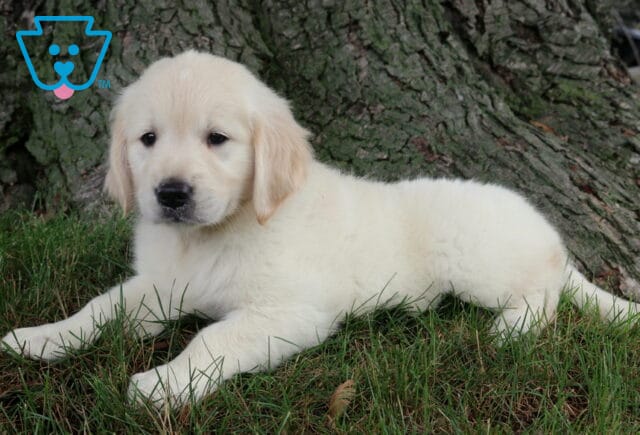 Remi Golden2 image