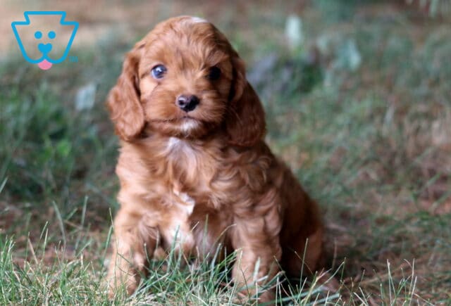 Rex Cockapoo image