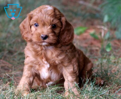 Rex Cockapoo2