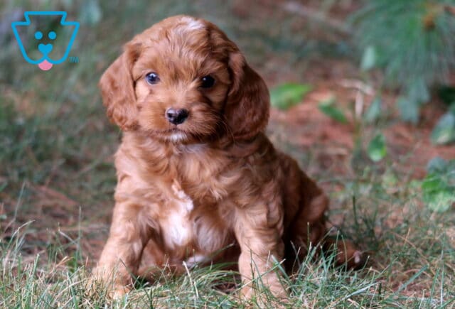 Rex Cockapoo2 image