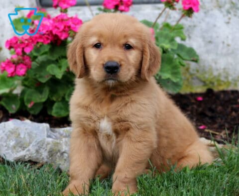 Rex Golden2