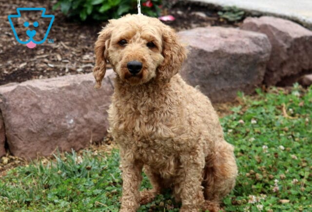 Rex Mini Poodle Rosanne Brubaker image