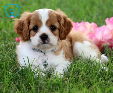 Ricky Cavapoo