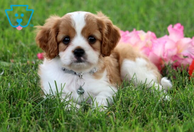 Ricky Cavapoo image