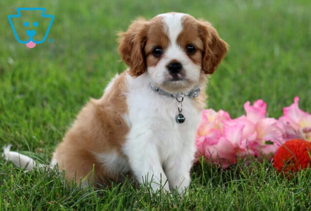 Ricky Cavapoo2 image