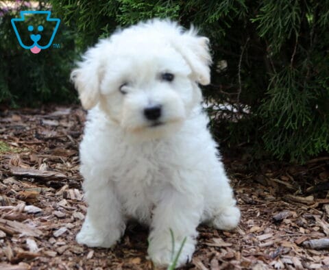 Adorable white Bichon Frise puppy sitting outdoors on a bed of mulch beneath evergreen trees, showcasing a fluffy snow-white coat, dark eyes, and an inquisitive head tilt.