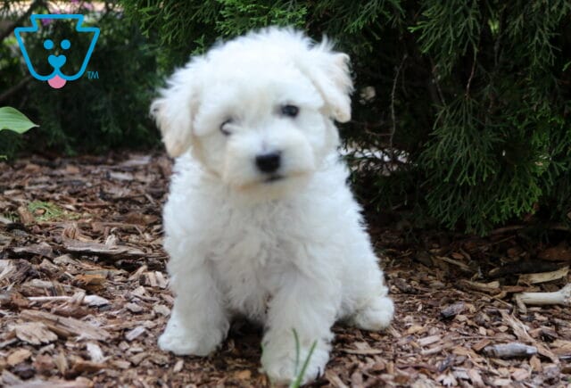 Adorable white Bichon Frise puppy sitting outdoors on a bed of mulch beneath evergreen trees, showcasing a fluffy snow-white coat, dark eyes, and an inquisitive head tilt. image
