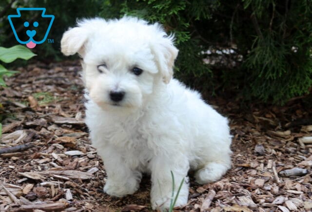 Fluffy white Bichon Frise puppy sitting on mulch in a garden setting, with a soft curly coat, one ear slightly perked, and a gentle expression beneath evergreen branches. image