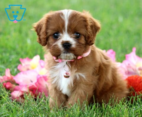 Rodi Cavapoo