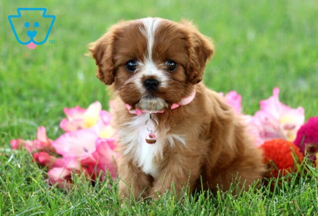 Rodi Cavapoo image