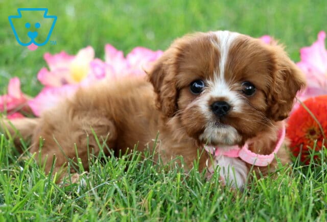 Rodi Cavapoo2 image