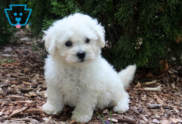 Fluffy white Bichon Frise puppy sitting outdoors on mulch beneath evergreen branches, showing a soft curly coat and bright dark eyes with a sweet, curious expression. image