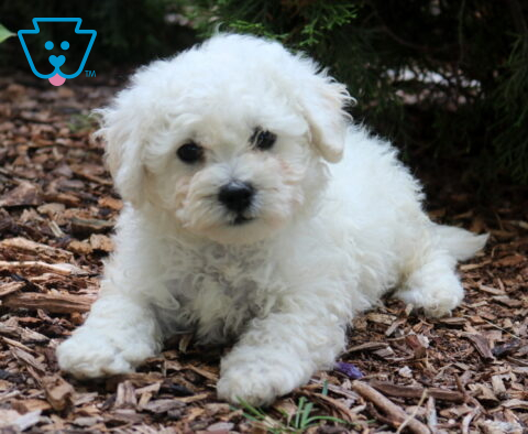Adorable white Bichon Frise puppy lying on a bed of mulch outdoors, featuring a fluffy curly coat, round dark eyes, and a gentle expression beneath evergreen branches.