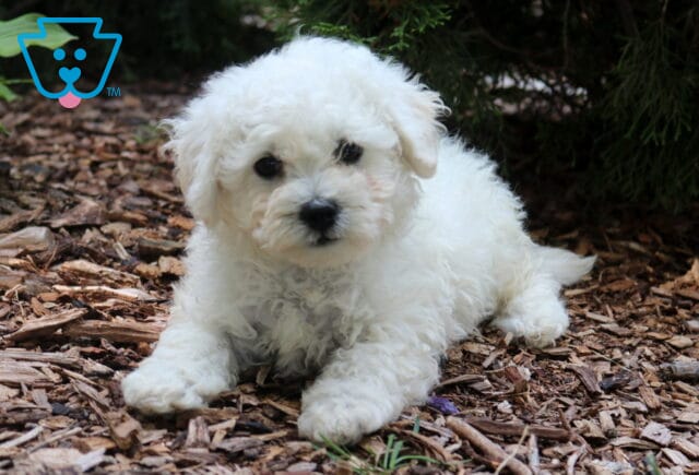 Adorable white Bichon Frise puppy lying on a bed of mulch outdoors, featuring a fluffy curly coat, round dark eyes, and a gentle expression beneath evergreen branches. image