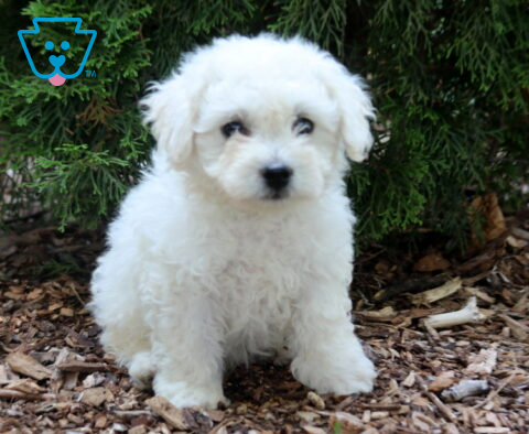 Adorable white Bichon Frise puppy sitting beneath evergreen branches on a mulch-covered garden path, featuring a fluffy curly coat, bright dark eyes, and a calm, lovable expression.