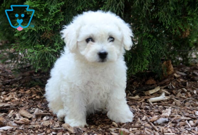 Adorable white Bichon Frise puppy sitting beneath evergreen branches on a mulch-covered garden path, featuring a fluffy curly coat, bright dark eyes, and a calm, lovable expression. image