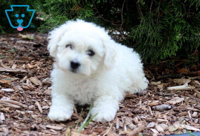 Fluffy white Bichon Frise puppy lying comfortably on a bed of mulch beneath evergreen trees, showing a soft curly coat, bright black eyes, and a gentle, inquisitive head tilt. image