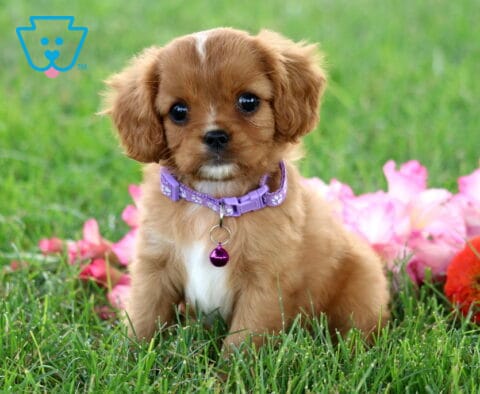 Ronnie Cavapoo