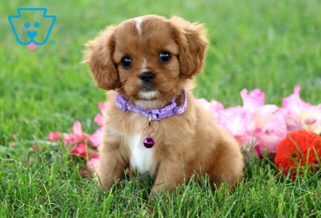 Ronnie Cavapoo image