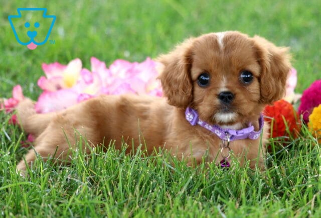 Ronnie Cavapoo2 image