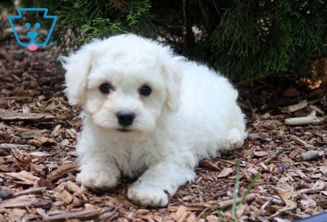 Sweet white Bichon Frise puppy relaxing on natural mulch beneath evergreen branches, showing a soft fluffy coat, bright black eyes, and an alert, curious expression. image