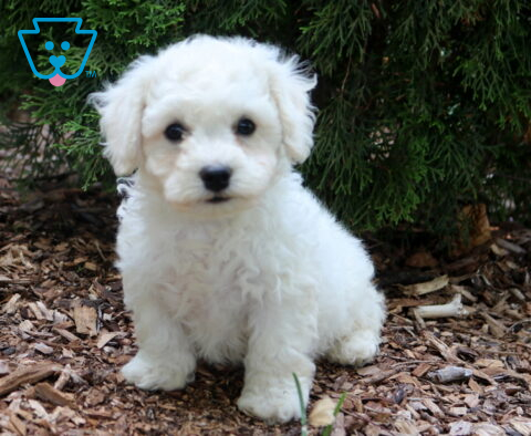 Fluffy white Bichon Frise puppy sitting on mulch beneath evergreen branches, featuring a plush curly coat, dark button eyes, and a sweet, attentive expression.
