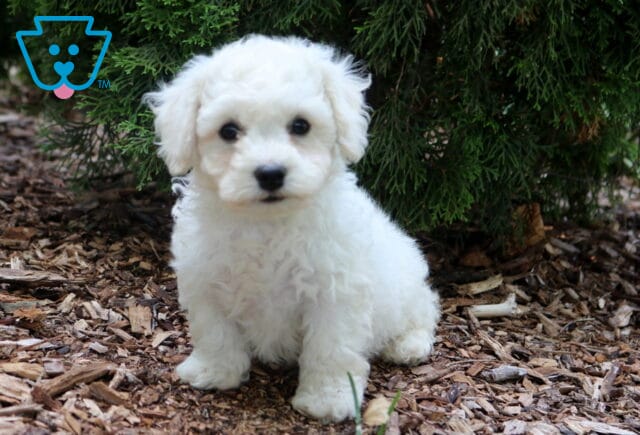 Fluffy white Bichon Frise puppy sitting on mulch beneath evergreen branches, featuring a plush curly coat, dark button eyes, and a sweet, attentive expression. image