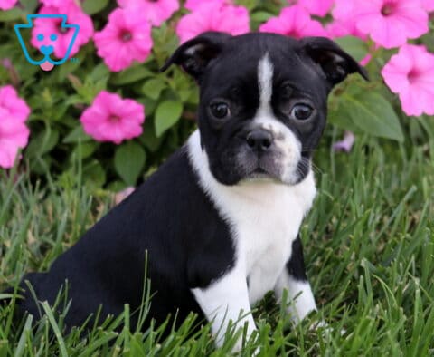 Rose Boston