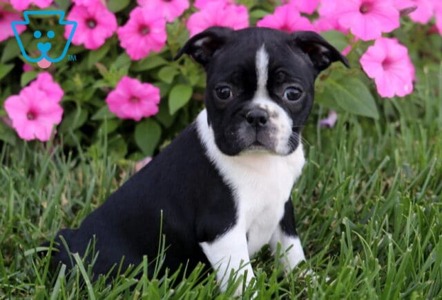 Rose Boston image