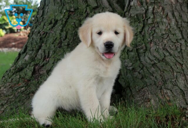 Rosie Golden image