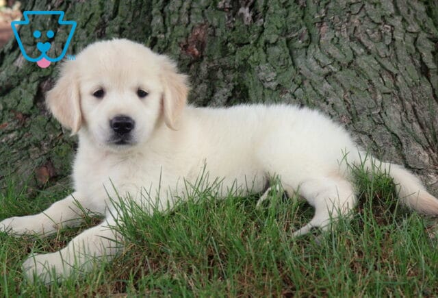 Rosie Golden2 image