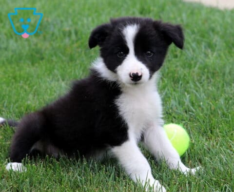 Rover Border Collie