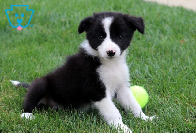Rover Border Collie image