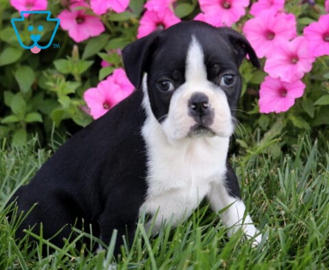 Rover Boston