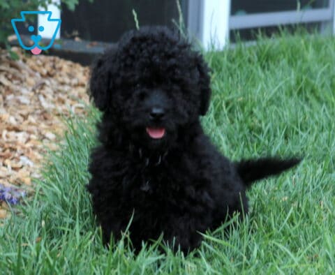 Rover Cavapoo