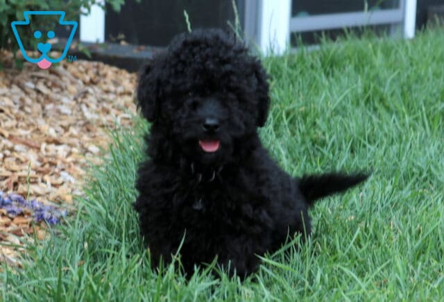 Rover Cavapoo image