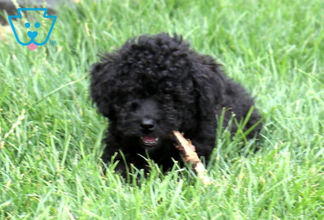Rover Cavapoo2 image