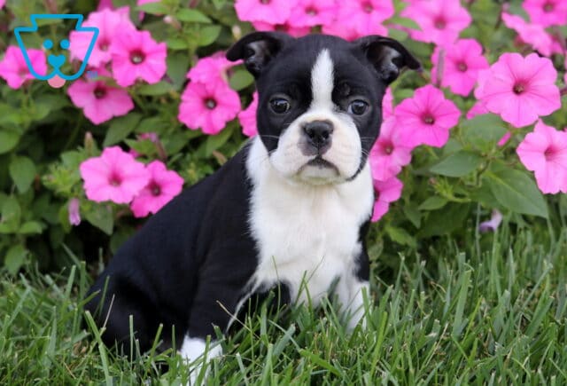 Roxy Boston image