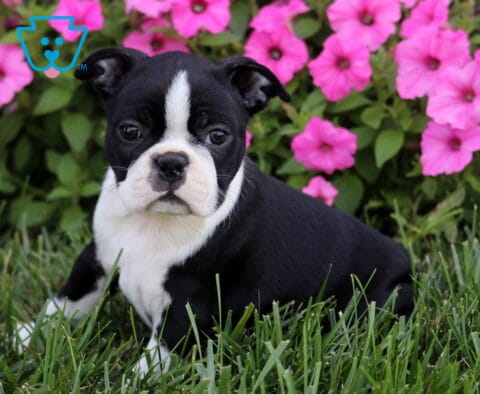 Roxy Boston2