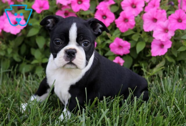 Roxy Boston2 image