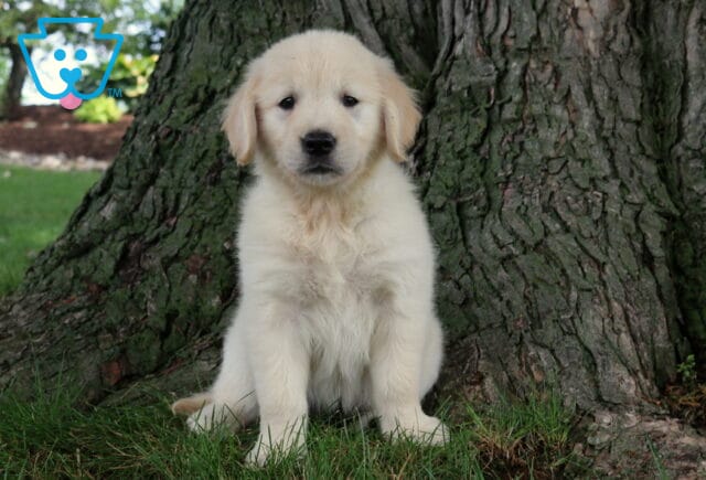 Roxy Golden image