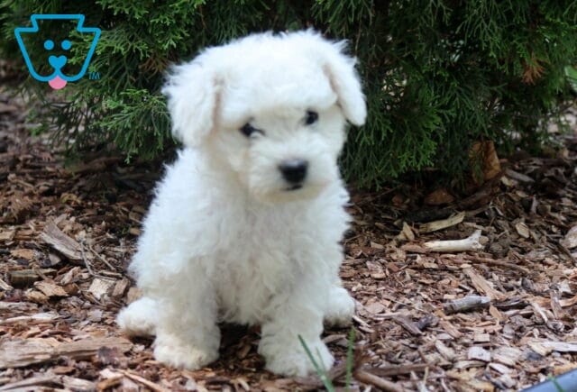 Charming white Bichon Frise puppy sitting on mulch beneath lush evergreen branches, featuring a fluffy cotton-soft coat, dark button eyes, and a sweet, attentive expression. image