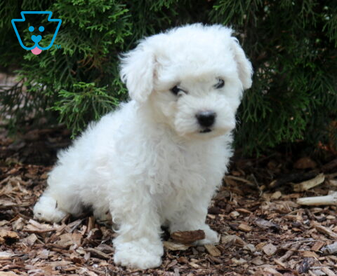 Fluffy white Bichon Frise puppy sitting on natural wood mulch beneath evergreen branches, showcasing a soft curly coat, dark expressive eyes, and an adorable slightly tilted pose.