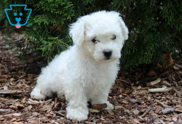 Fluffy white Bichon Frise puppy sitting on natural wood mulch beneath evergreen branches, showcasing a soft curly coat, dark expressive eyes, and an adorable slightly tilted pose. image