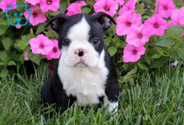 Ruby Boston image