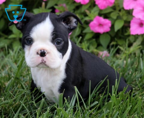 Ruby Boston2
