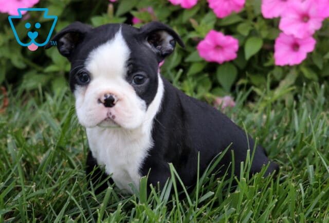 Ruby Boston2 image